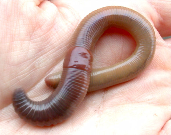 Common Earthworm (Lumbricus terrestris ) Dimensions & Drawings
