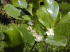 Psidium cattleianum flowers (Photo: Forest & Kim Starr)