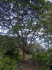Psidium cattleianum tree (Photo: Forest and Kim Starr)