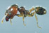 Pheidole megacephala worker (soldier) lateral view (Photo: Japanese Ant Color Image Database)