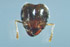 Pheidole megacephala worker (soldier) frontal (head) view (Photo: Japanese Ant Color Image Database)