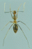 Anoplolepis gracilipes worker (Photo: Japanese Ant Image Database)