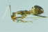 Anoplolepis gracilipes worker (Photo: Japanese Ant Image Database)