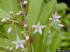 Ardisia elliptica flowers (Photo: Forest & Kim Starr, U.S. Geological Survey, Bugwood.org)