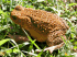 Cane toad (Photo: Craig G. Morley)