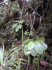 Cinchona pubescens seedlings (Photo: Jean-Yves Meyer, D�l�gation � la Recherche, Papeete, Tahiti, French Polynesia)