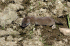 Young Mustela erminea (Photo: James Lindsey, Wikimedia Commons)
