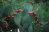 Opuntia stricta fruits (Photo: Wikimedia Commons)