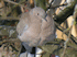 Eurasian collared dove (Photo: Dirgela/lt:User:Algirdas, www.commons.wikimedia.org)