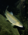 Salmo trutta  (Photo: Wikimedia Commons, Eric Engbretson for U.S. Fish and Wildlife Service)