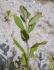 Salix cinerea (Photo: Trevor James, New Zealand Plant Protection Society)