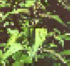 Leaves of Chromolaena odorata (Photo: Jim Space, www.hear.org/pier)