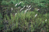 Plants of Imperata cylindrica, near Nhulunbuy in Arnhem Land, Northern Territory, Australia (Photo: Colin Wilson)