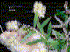 Melaleuca quinquenervia Myrtacae flowers and fruit (Photo: G.D. Carr)