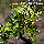 Leaves and flowers of Schinus terebinthifolius