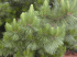 Pinus radiata (Photo: Forest & Kim Starr (USGS))