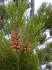 Pinus radiata (Photo: Forest & Kim Starr (USGS))